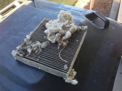 rat in car air filter